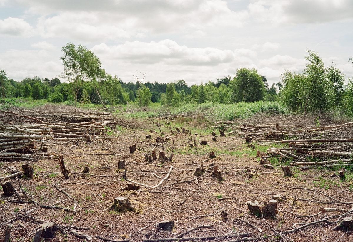 Photograph from “Broadwater Warren - A place I return to.” by Gareth Gregg