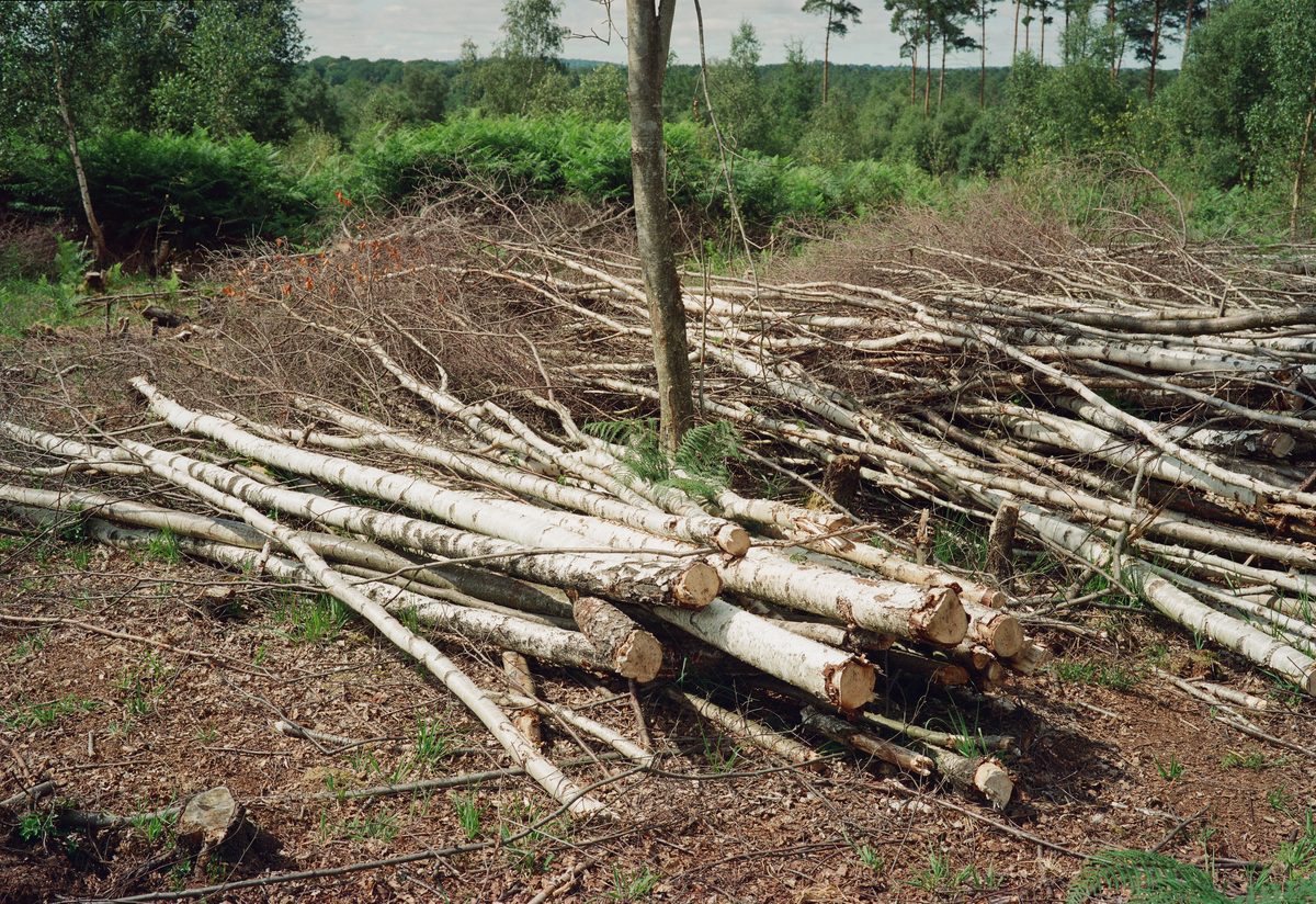 Photograph from “Broadwater Warren - A place I return to.” by Gareth Gregg