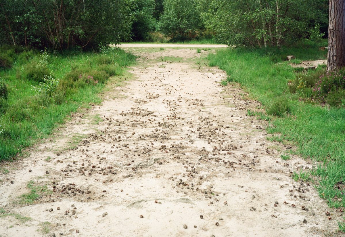 Photograph from “Broadwater Warren - A place I return to.” by Gareth Gregg