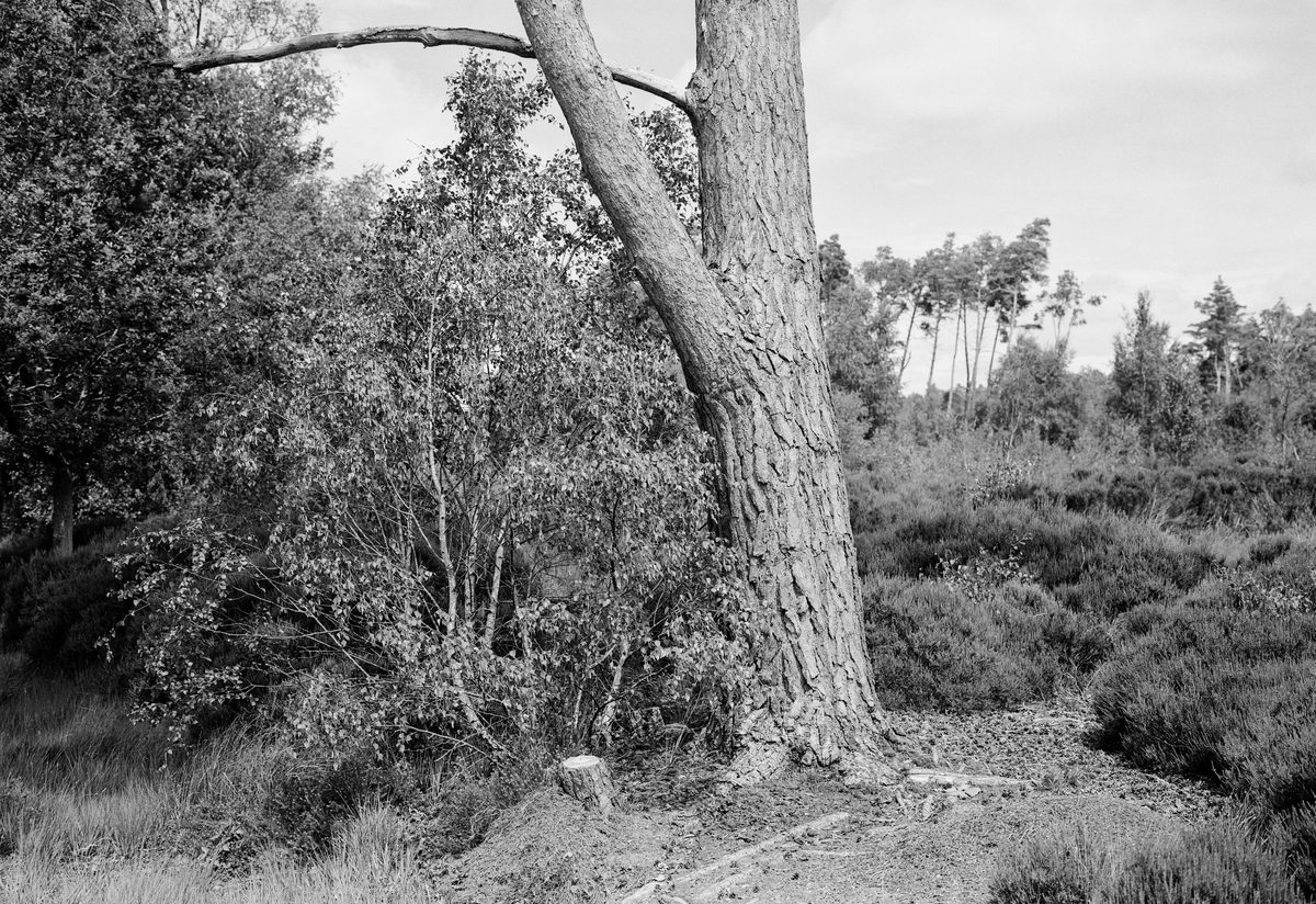Photograph from “Broadwater Warren - A place I return to.” by Gareth Gregg