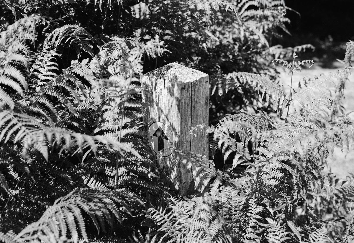 Photograph from “Broadwater Warren - A place I return to.” by Gareth Gregg