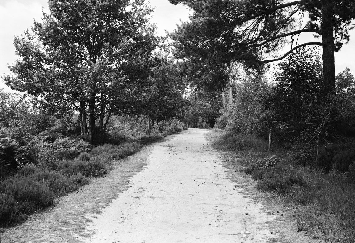 Photograph from “Broadwater Warren - A place I return to.” by Gareth Gregg